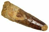 Fossil Spinosaurus Tooth - Real Dinosaur Tooth #344197-1